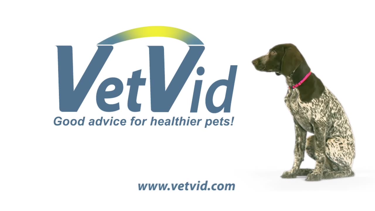 How to brush your dog teeth vet vid dog care video