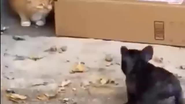 Animals funny moments #part4 #cuteentities #Popularvideo #trending ,#cuteanimals