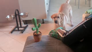 Dog Doesn't Know What to Think of Dancing Cactus Toy