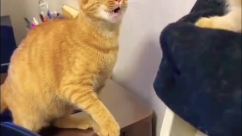 Cat funny video