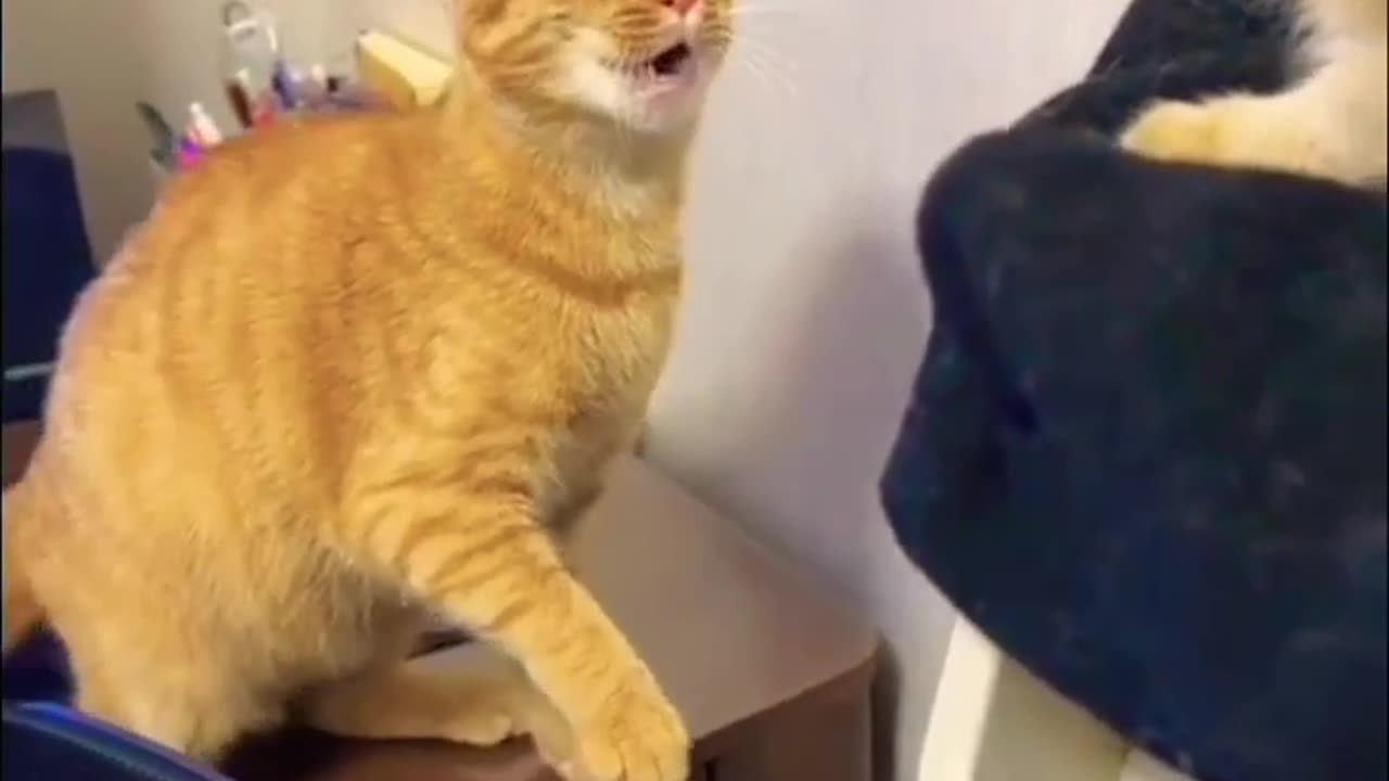 Cat funny video