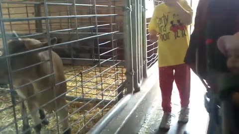 Kids and Babies Feeding Animals in ZOO