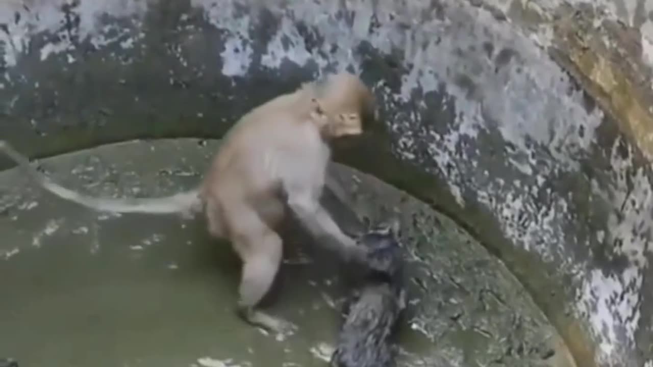 watch how monkey help cat to out from the well