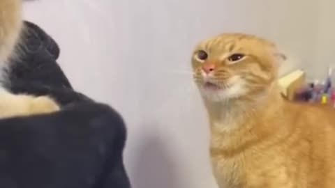 Angry cat slapped