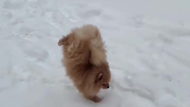 Puppy singing a song