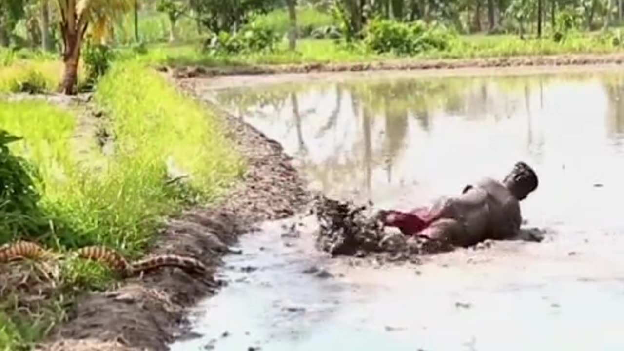 Prank snake in the rice field