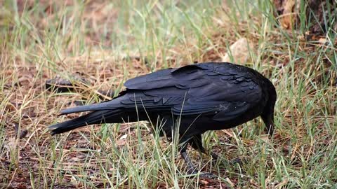 Beautiful bird eating with its beak