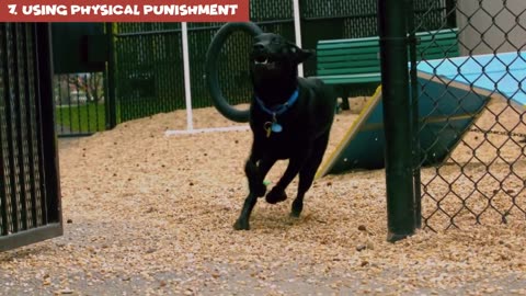 Never use a harness and treat to teach your dog to walk properly