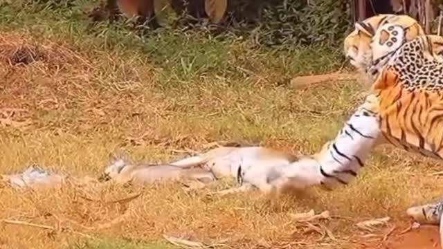 Troll Prank dog & fake Lion and Fake Tiger Prank To dog