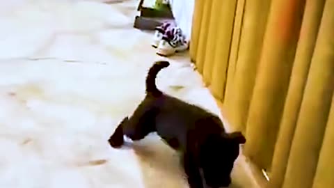 funny animals videos - cats and dog fight