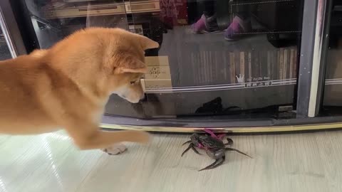 When the dog meets the crab