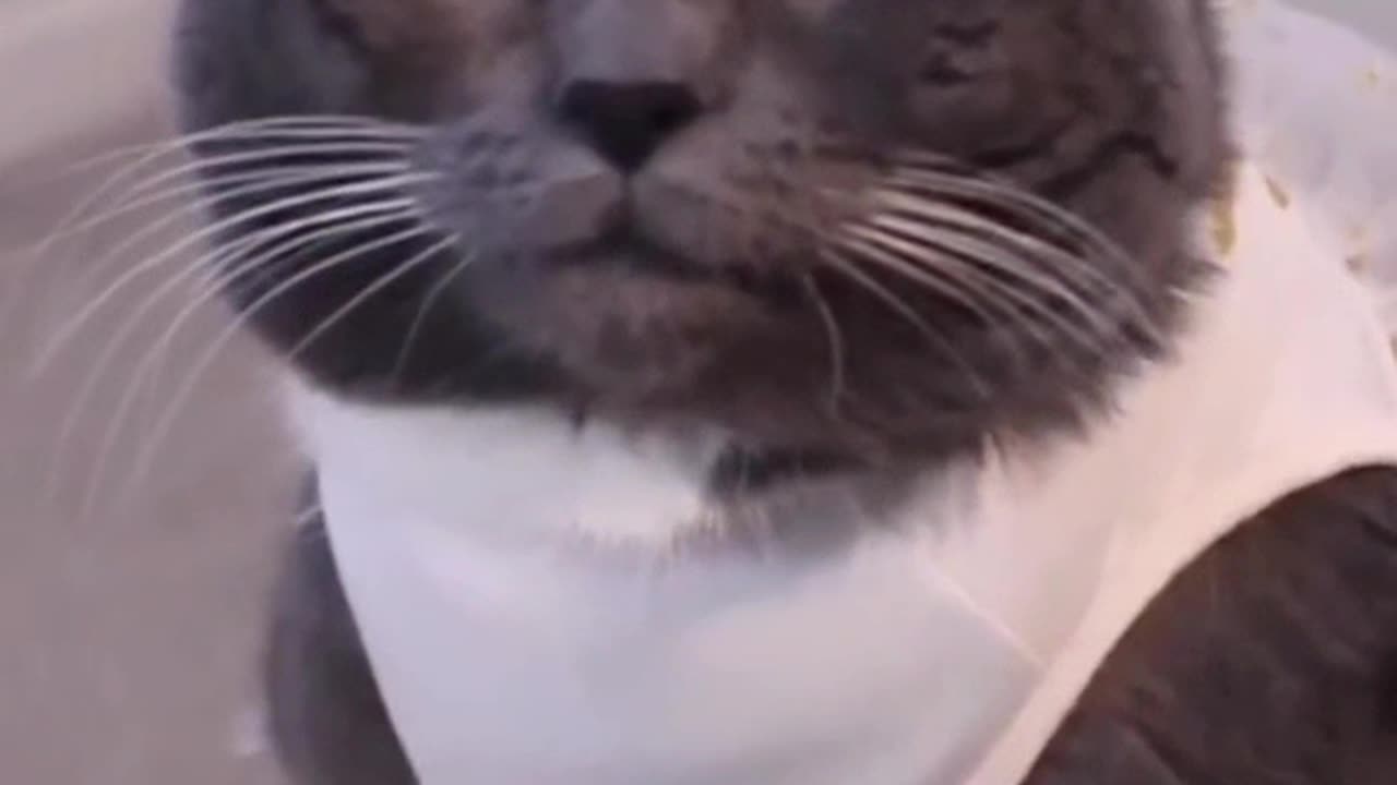 Cat short video