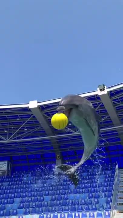 Amazing dolphine playing with basketball what a video