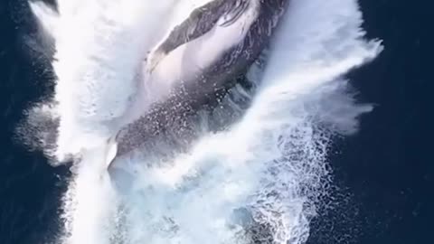 king of the ocean