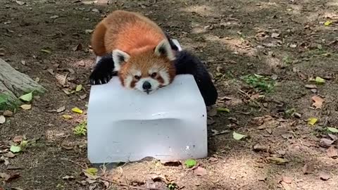 The red panda