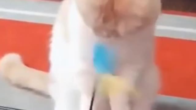 Funniest Animals - Best Of The 2022 Funny Animal Videos