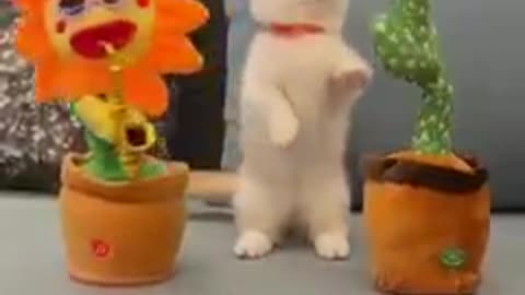 Cat play with toys 🤣❤️