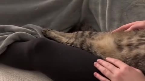 Cute Cat Video Compilation