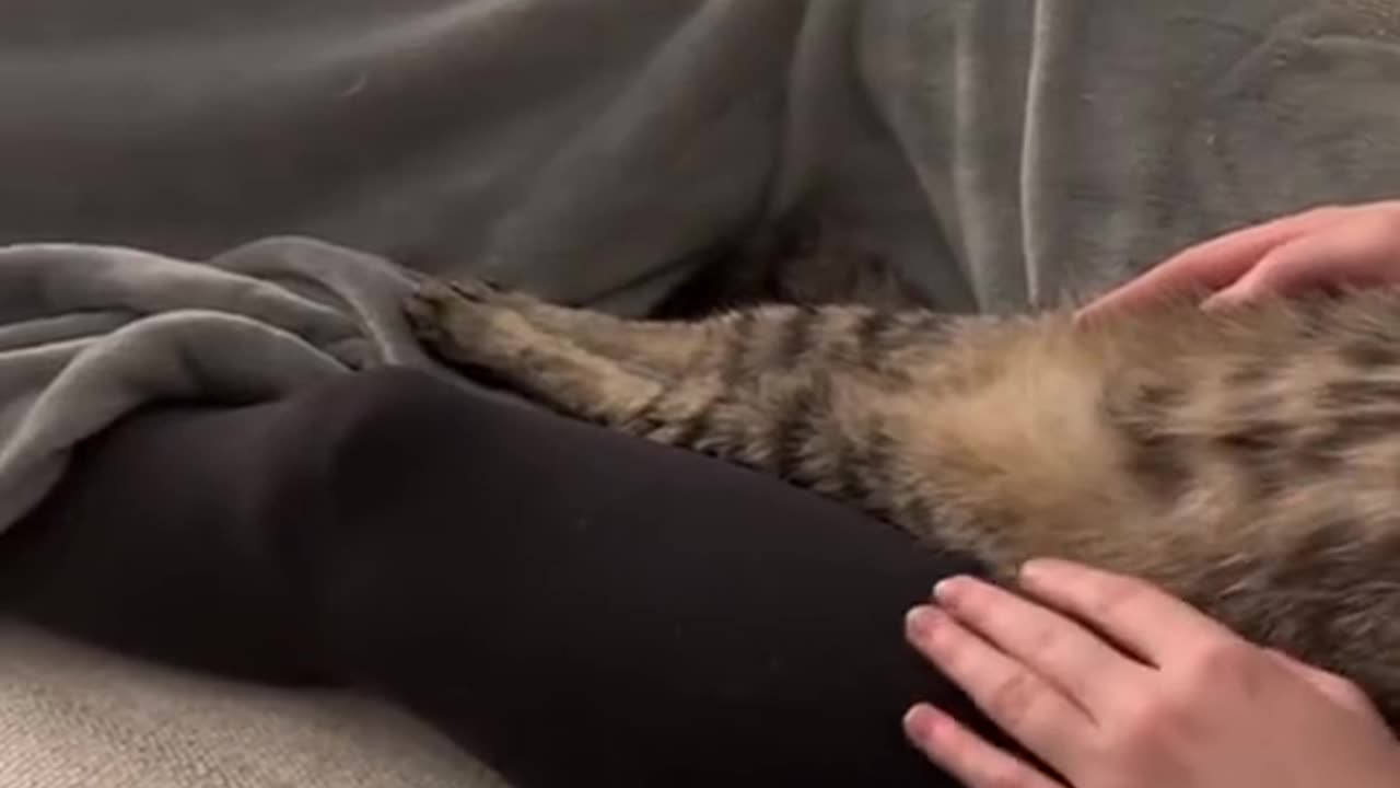 Cute Cat Video Compilation