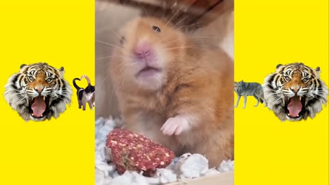 Funny Animal Videos 😱🦊