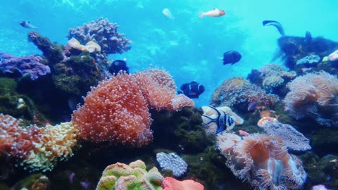 Marine Life Of Fishes And Corals Underwater