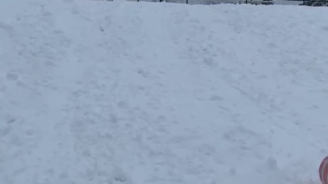 Dog Playfully Pushes Kid as She Sleds Downhill on Snow Covered Terrain