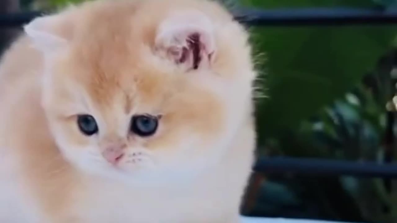 CUTE CAT