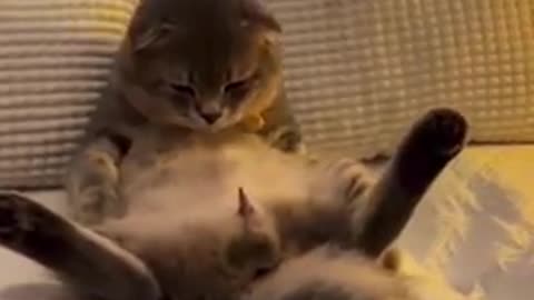 Naughty cat😂