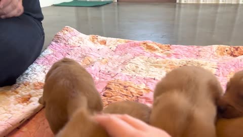 Bailey x Willie - Purebred Golden Retriever Puppies! 🐾 Week Three