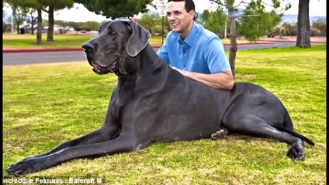 the bigest dog in the world