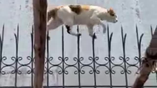 Agile Cat Tip Toes Along Decorative Fence