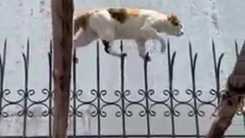 Agile Cat Tip Toes Along Decorative Fence