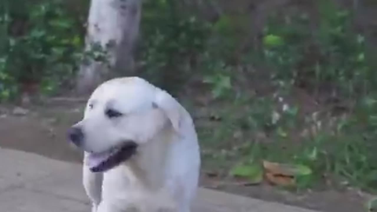 DOG SAVE BLIND MAN LIFE