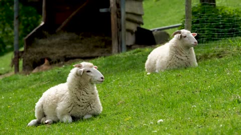 !sheep !sheep video!animal video!