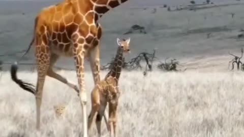 Beautiful animal giraffe