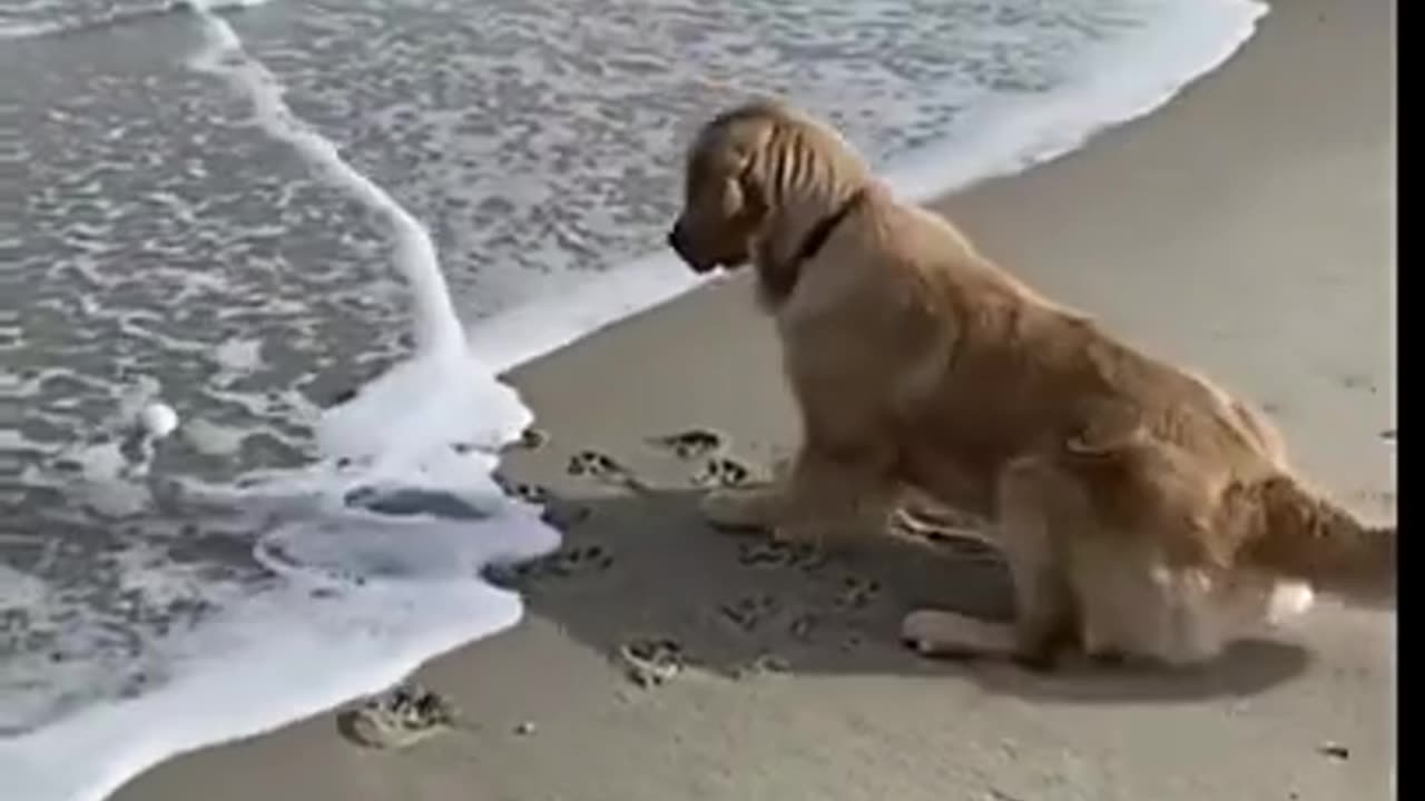 Funny Scared Dog vs Ocean