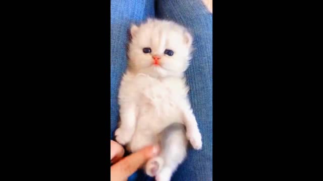 Funny cat baby E video #short #viral #trending