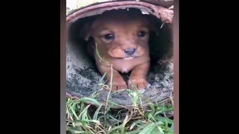 cute cute puppies and cat with dog