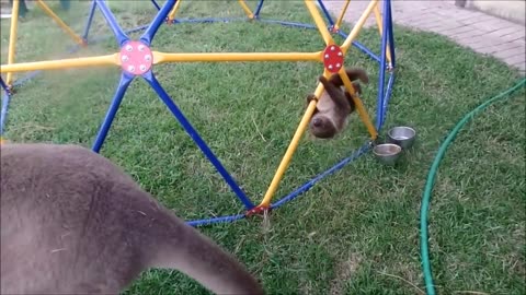 Baby Sloths Being Sloths - FUNNIEST Compilation