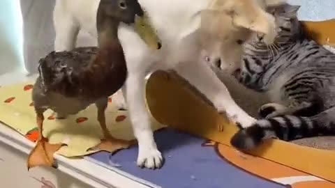 Fight between 🦆 🐈 🐕