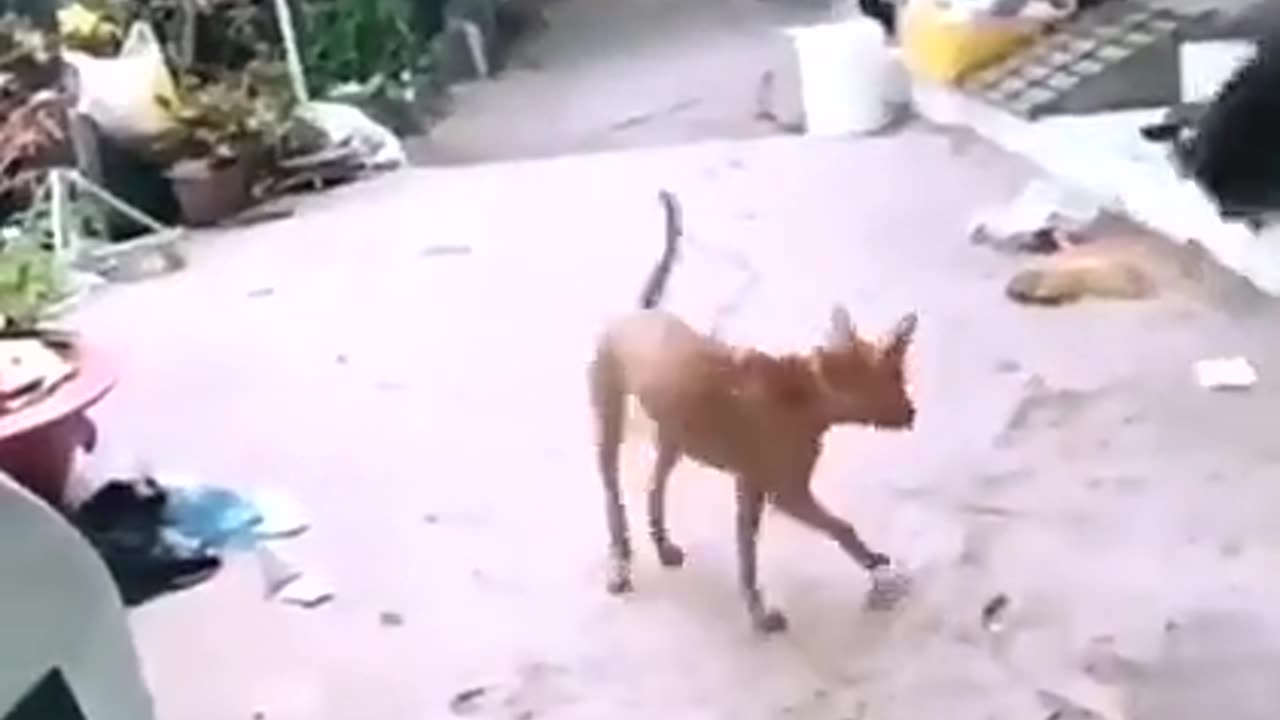 Dog dancing