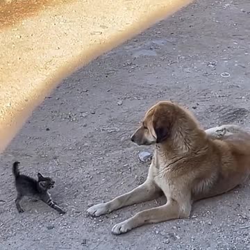 "Curious Cat Tales: Uncover the Most Purr-fectly Fascinating Feline Facts!"