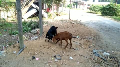 Funny Animal Fight | Funny Goat Fighting Video | Red vs Black Animal Fight