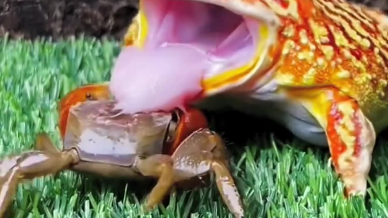 The horned frog specializes in treating all kinds of dissatisfaction... #Magical animals are here