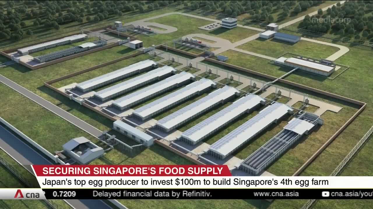 Japan's top egg producer to set up $100m farm in Singapore, boosting local supplies