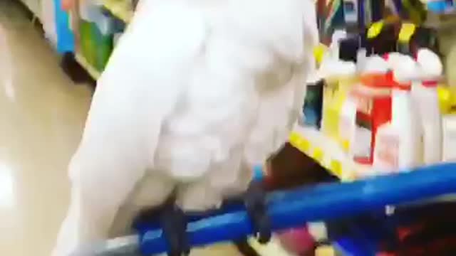 Confused cockatoo