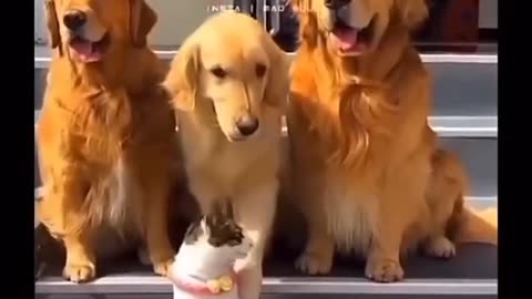 Funny animals