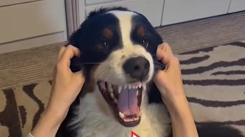 Dog Love Hates His Cheeks Get Rubbed 🐶