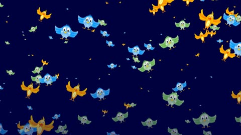 Birds Sky Funny