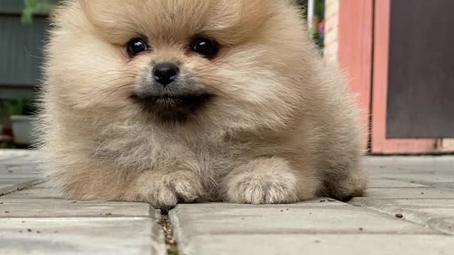 cutest dogs vedios/cutest dogs in the world/cutest animals funny videos/#cutestdogs #cutestpets fogs